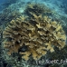 coral_elkhorn_elk_jar_h_0207_cub6230.jpg